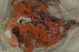 Polished Devil's Red Agate - TeePee Canyon, South Dakota #373404-1